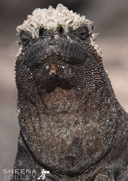 Hood Marine Iguana.jpg - A close up portrait shot of a Hood Marine Iguana. This shot of  Marine Iguanas  was taken on Fernandina Island in the Galapagos in the early morning. The Iguana sits upright to eject fine plumes of spray from his nostril to rid his body of ingested sea salt and prevent dehydration. This upright posture gives him a lofty appearance which lends itself to a black and white portrait.